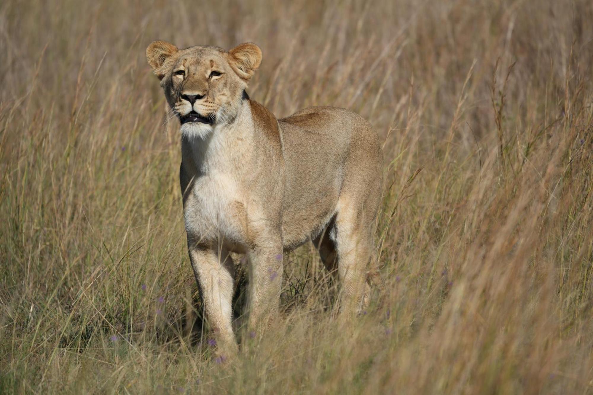 Shibula Safari Lodge Riserva Naturale di Welgevonden Esterno foto