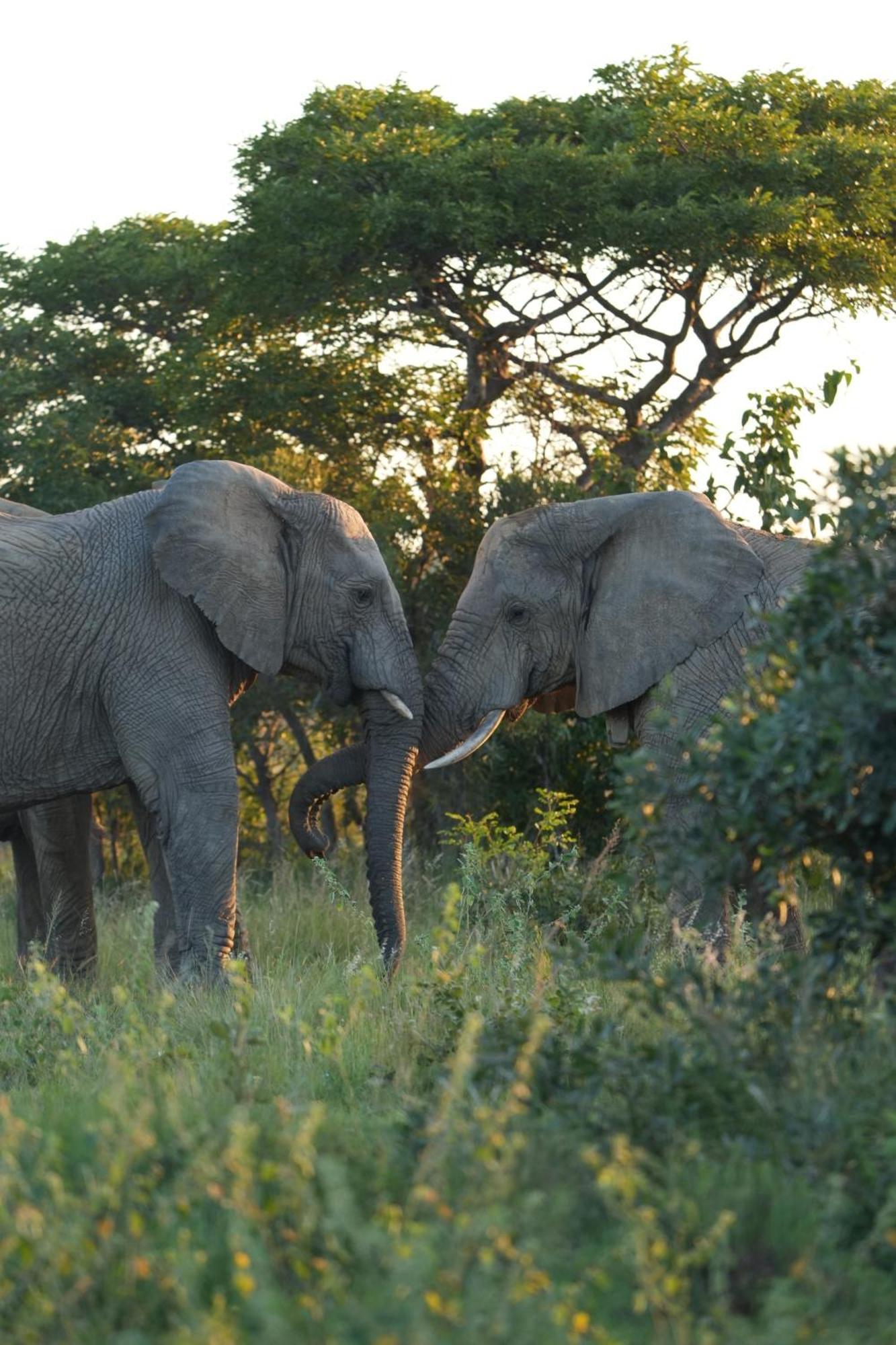 Shibula Safari Lodge Riserva Naturale di Welgevonden Esterno foto