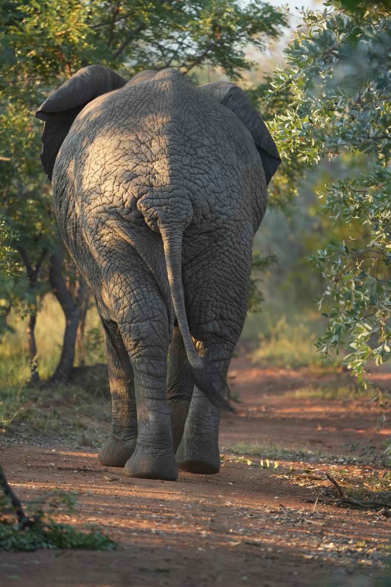 Shibula Safari Lodge Riserva Naturale di Welgevonden Esterno foto