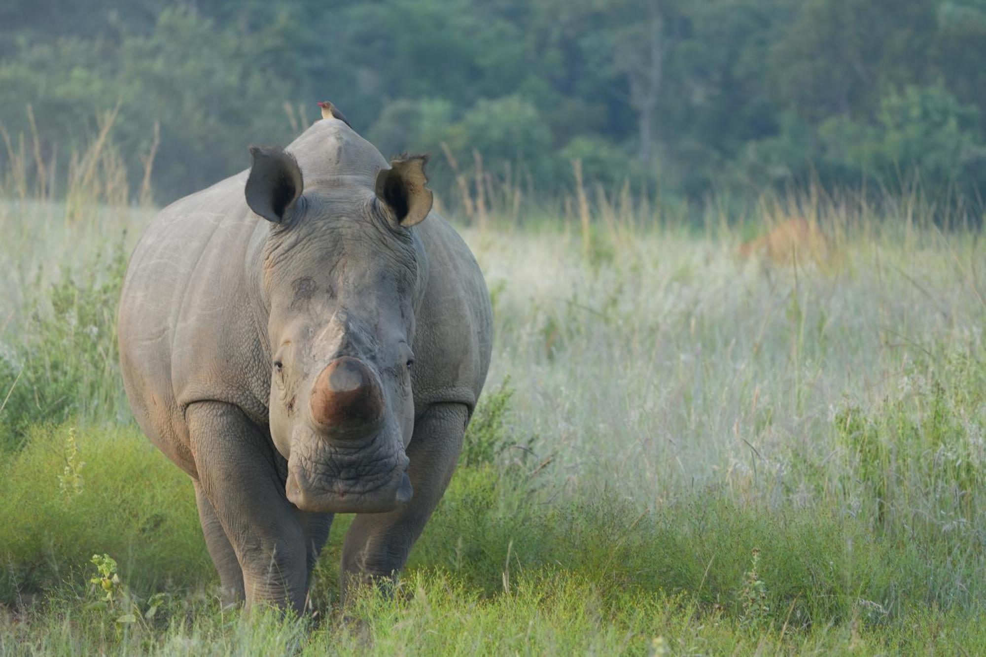 Shibula Safari Lodge Riserva Naturale di Welgevonden Esterno foto