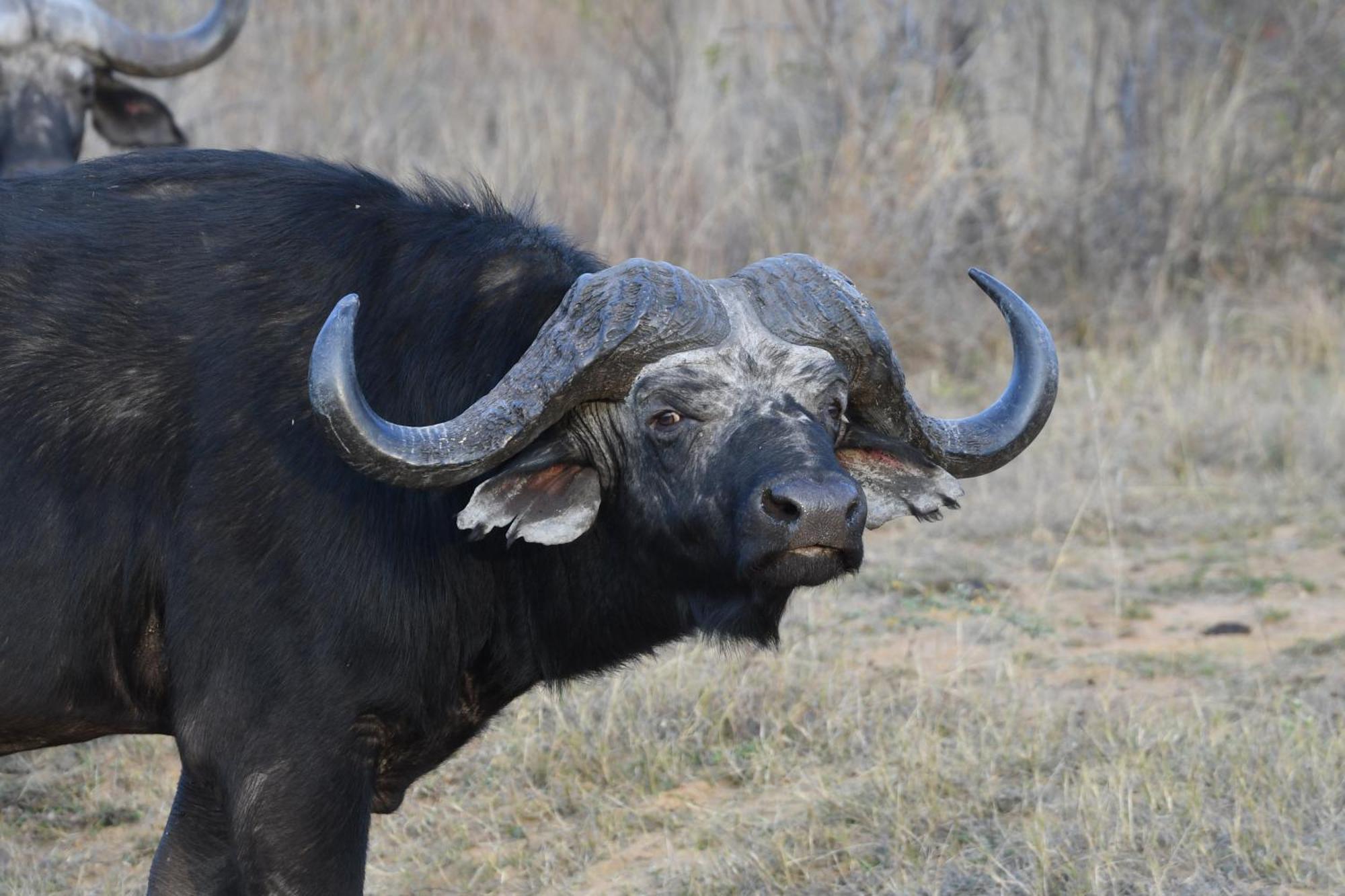 Shibula Safari Lodge Riserva Naturale di Welgevonden Esterno foto