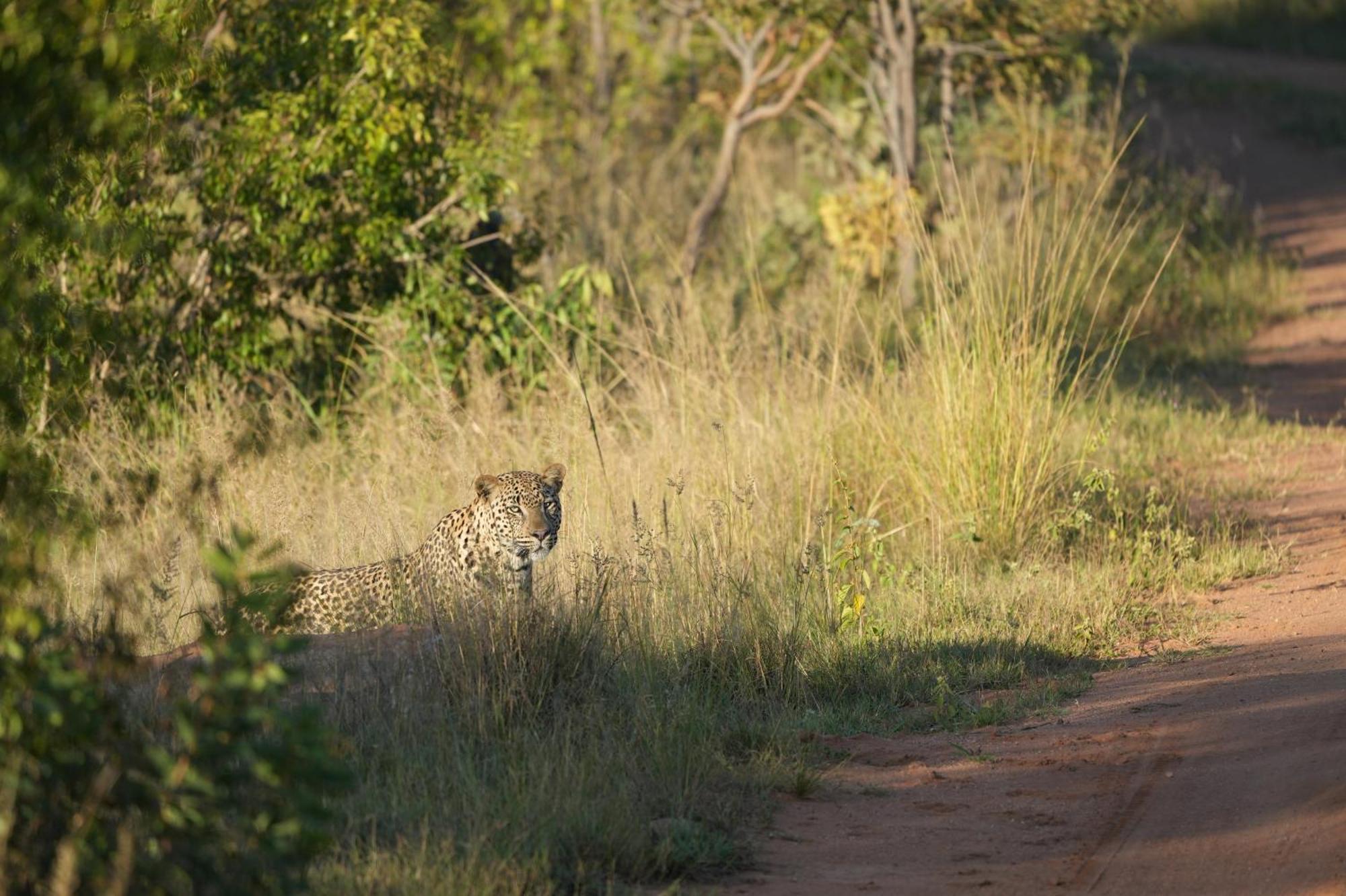 Shibula Safari Lodge Riserva Naturale di Welgevonden Esterno foto