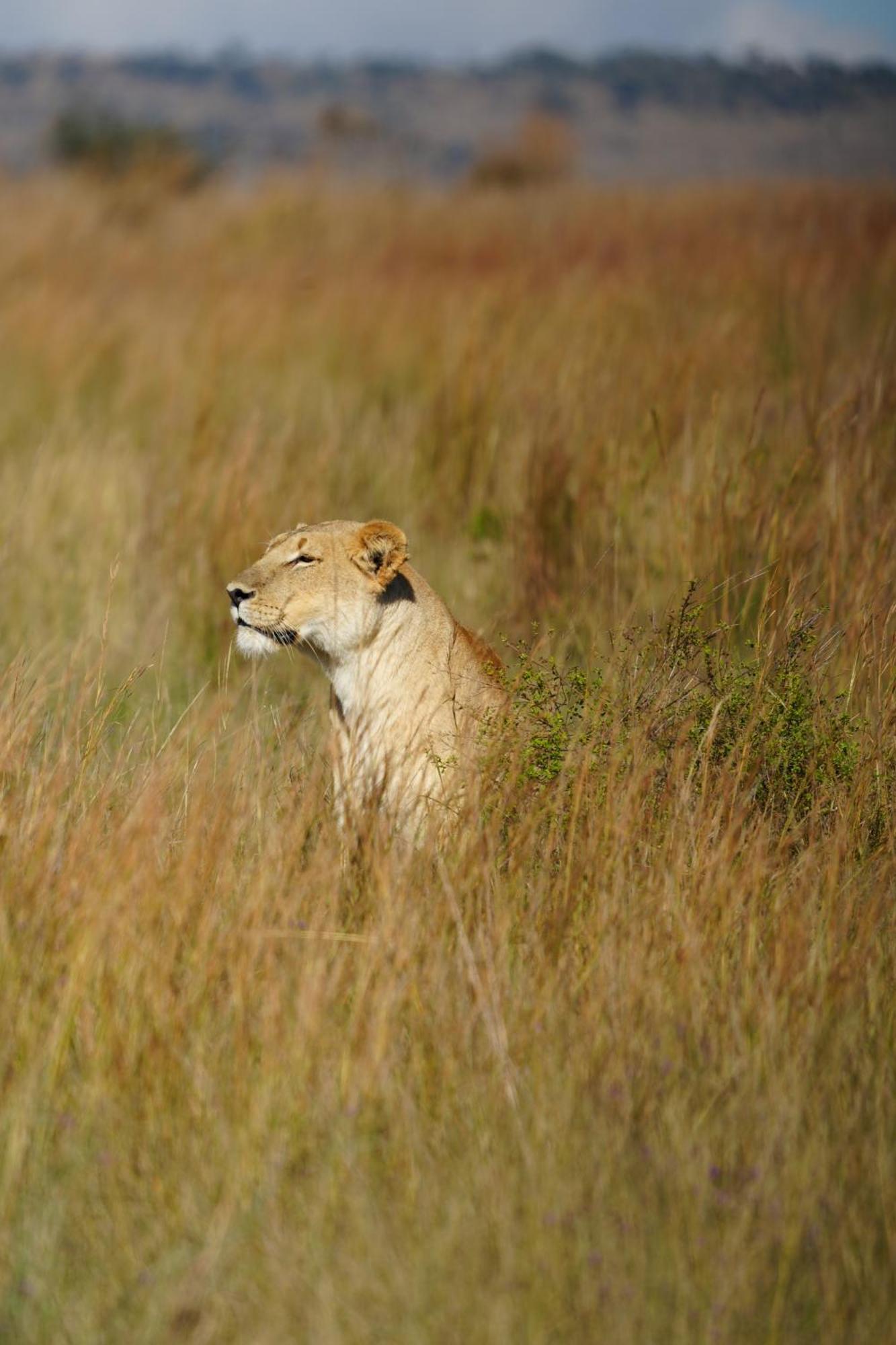 Shibula Safari Lodge Riserva Naturale di Welgevonden Esterno foto