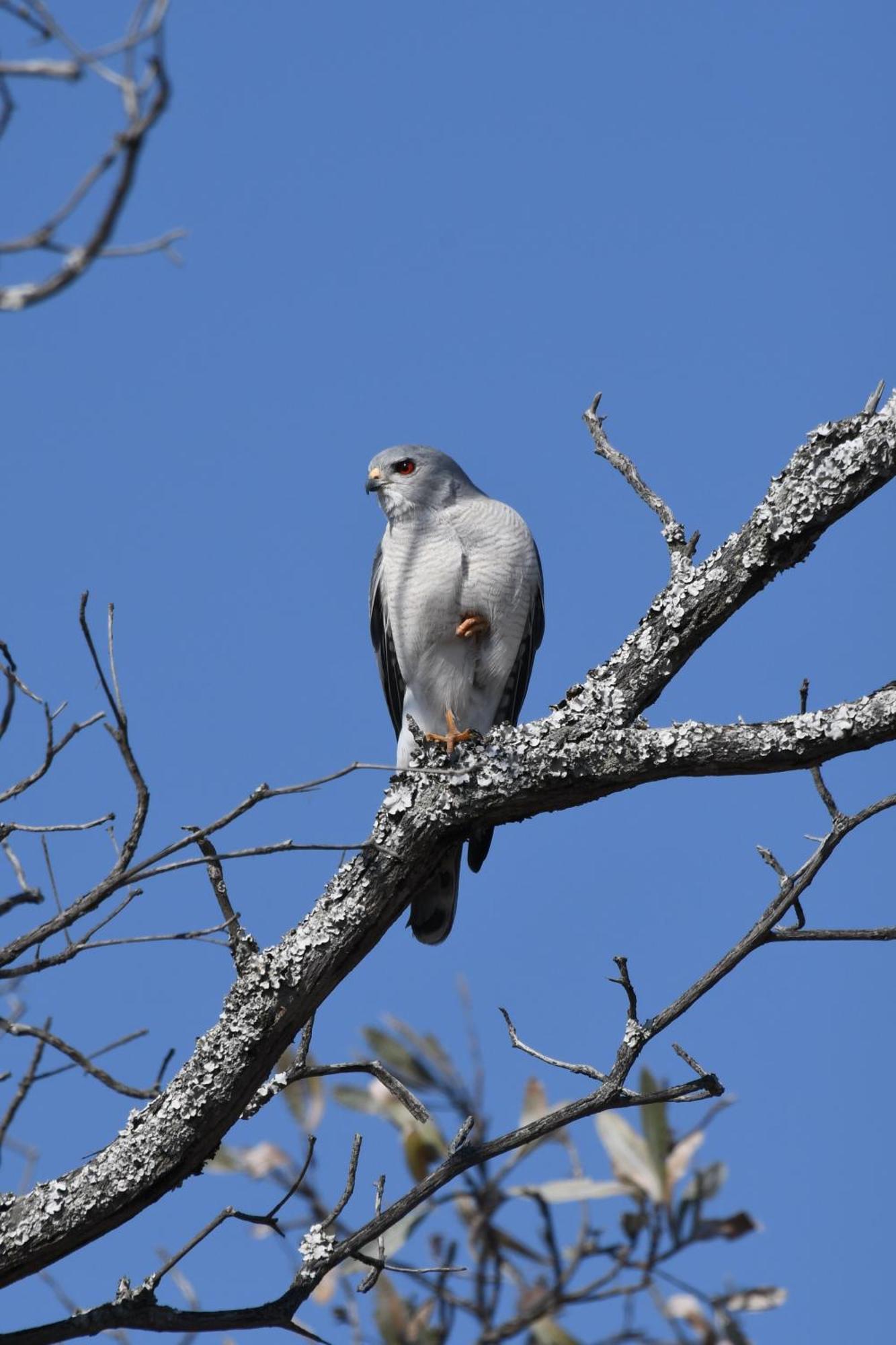 Shibula Safari Lodge Riserva Naturale di Welgevonden Esterno foto