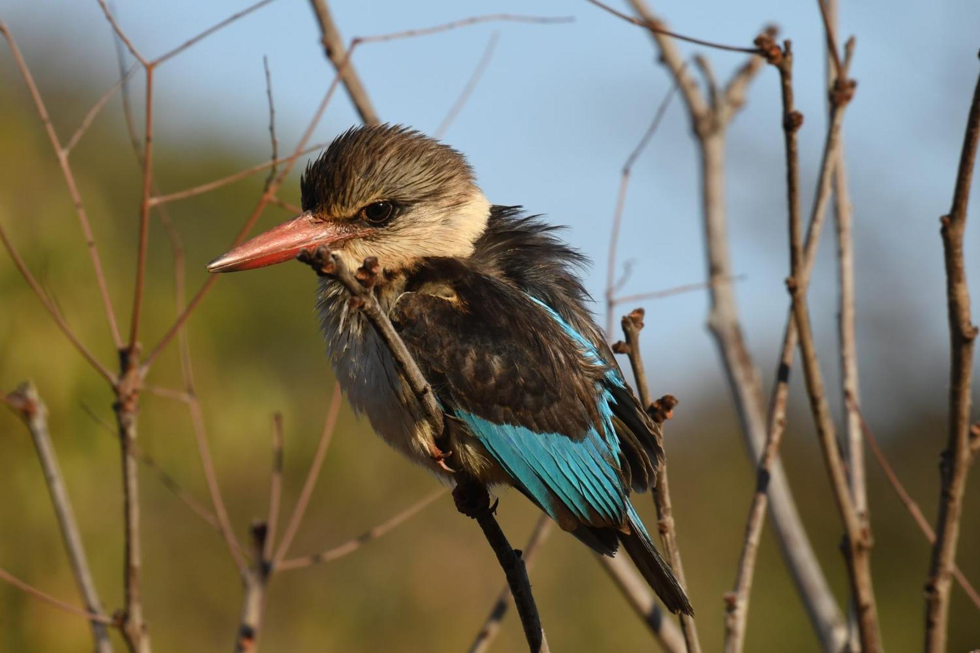 Shibula Safari Lodge Riserva Naturale di Welgevonden Esterno foto