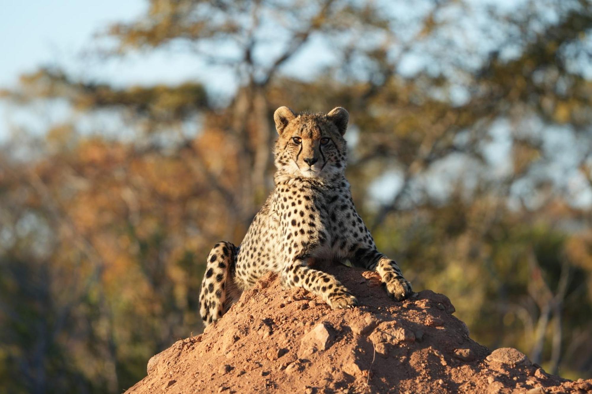 Shibula Safari Lodge Riserva Naturale di Welgevonden Esterno foto
