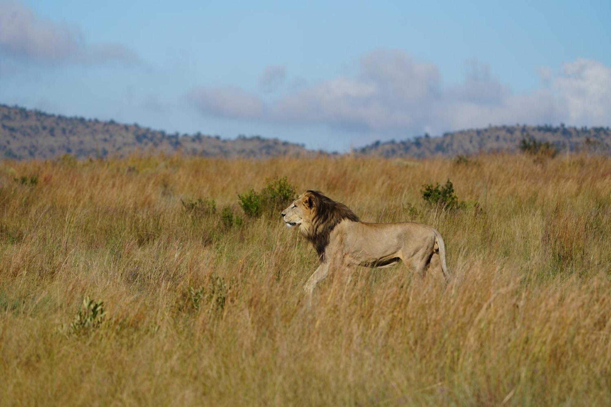 Shibula Safari Lodge Riserva Naturale di Welgevonden Esterno foto