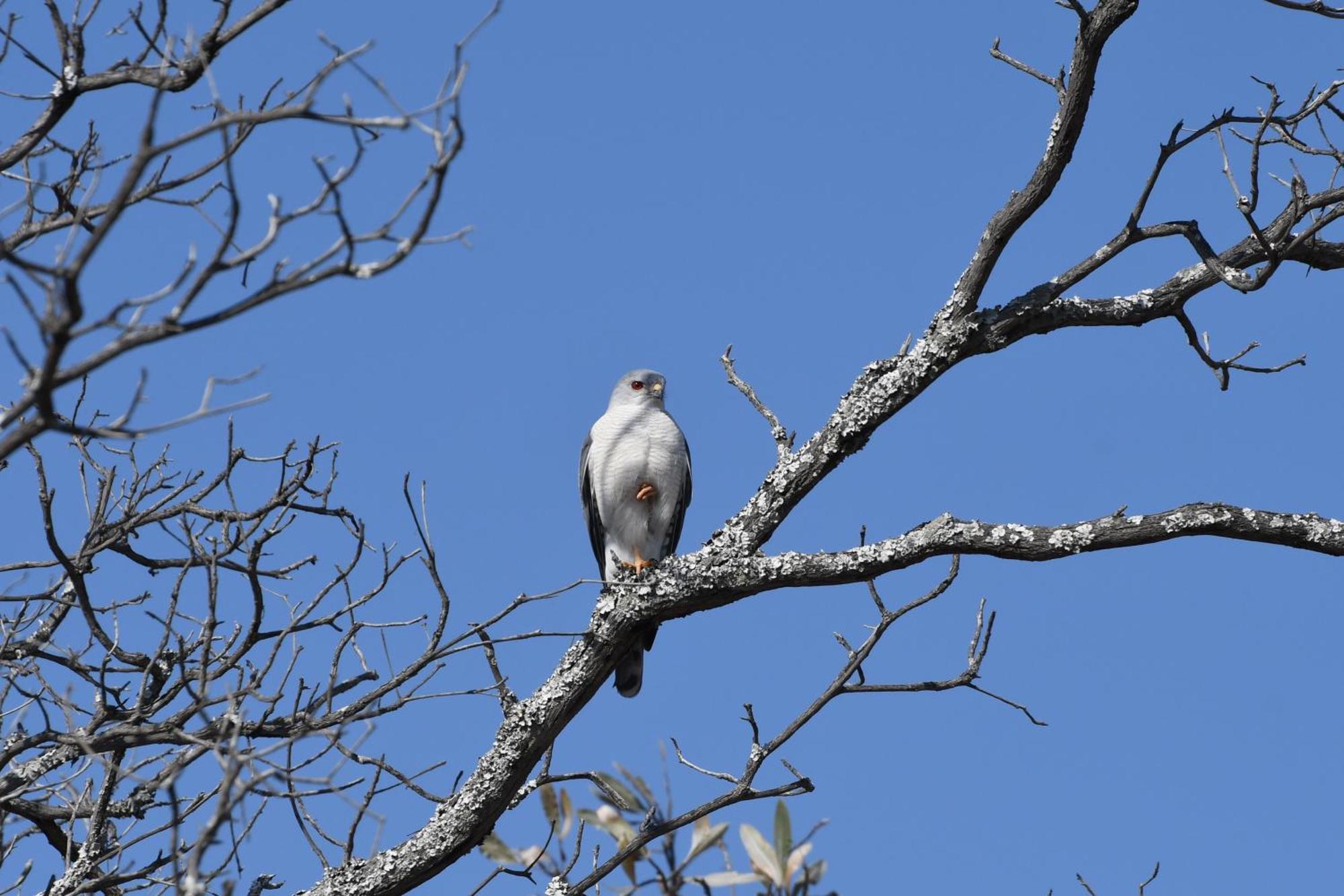 Shibula Safari Lodge Riserva Naturale di Welgevonden Esterno foto
