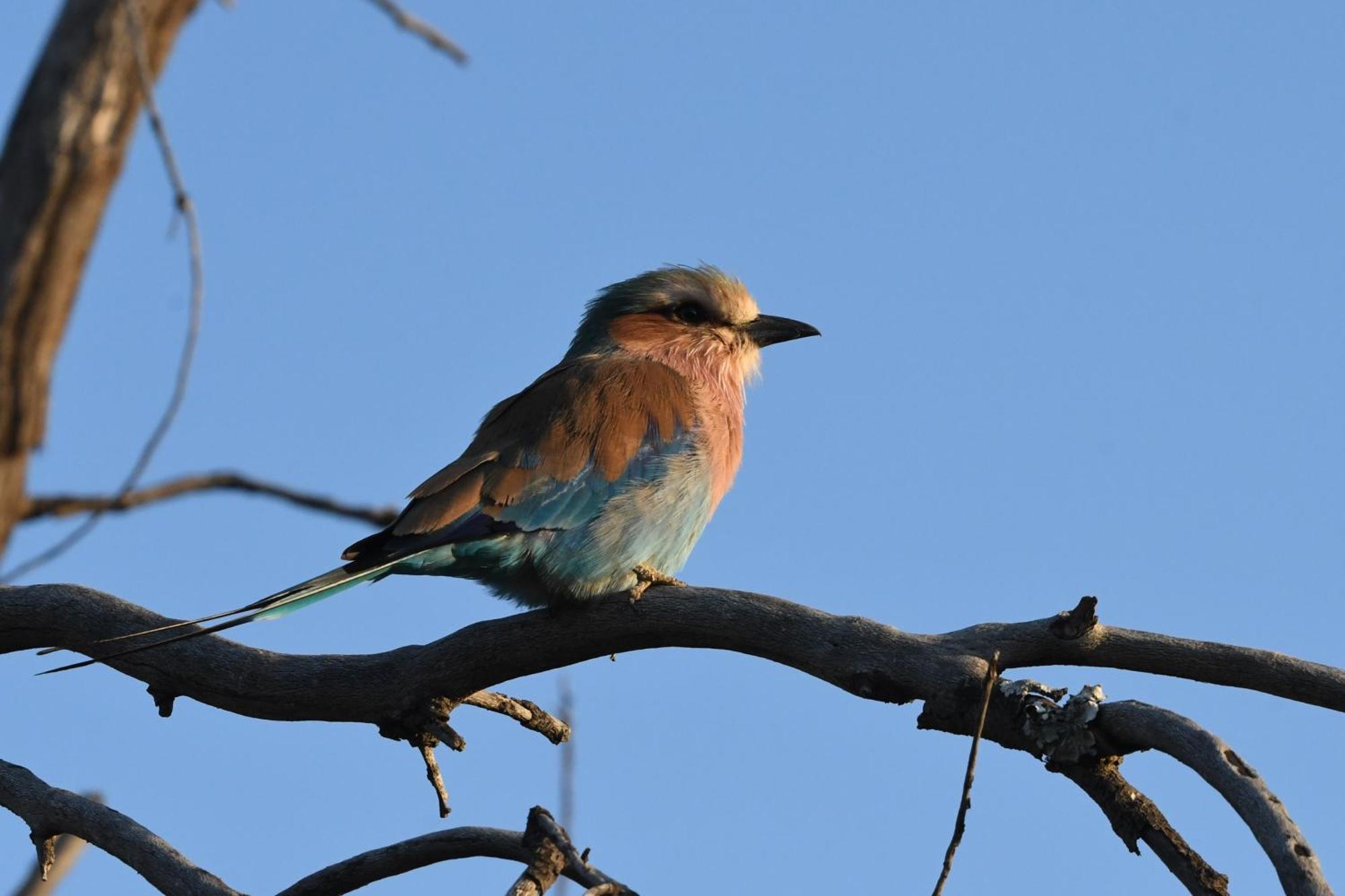 Shibula Safari Lodge Riserva Naturale di Welgevonden Esterno foto