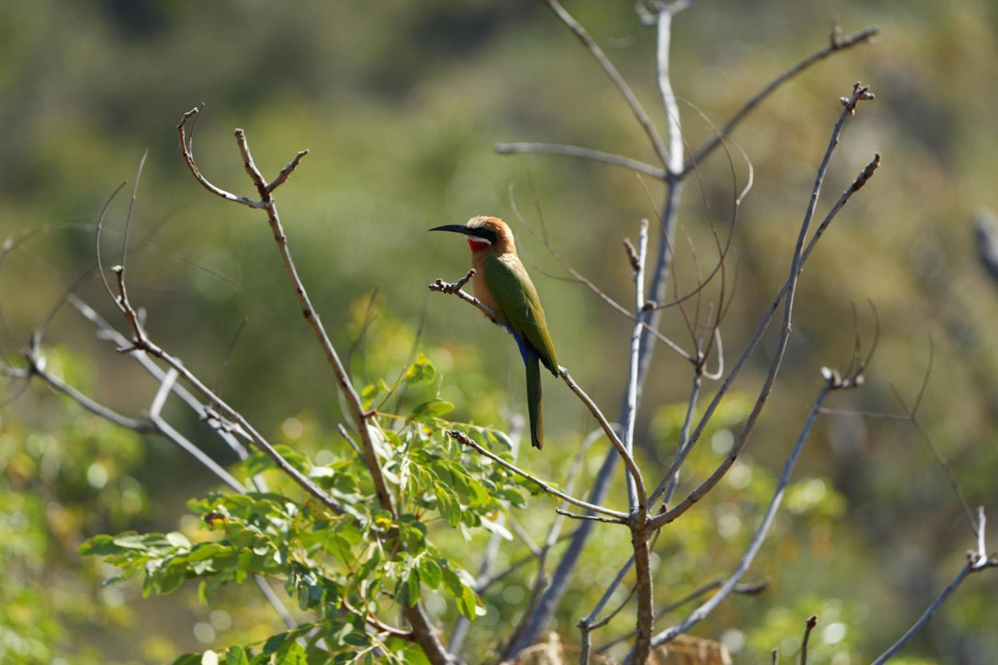 Shibula Safari Lodge Riserva Naturale di Welgevonden Esterno foto